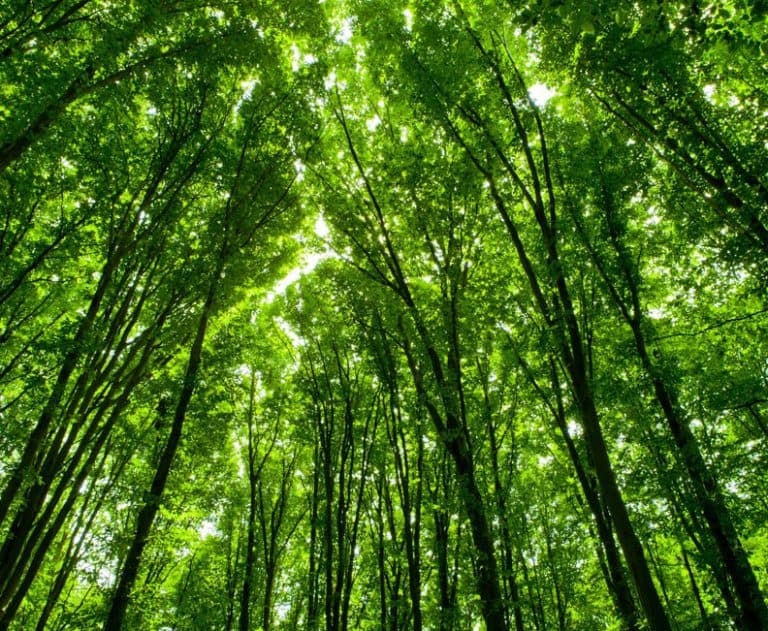 Social responsibility section image of a forest